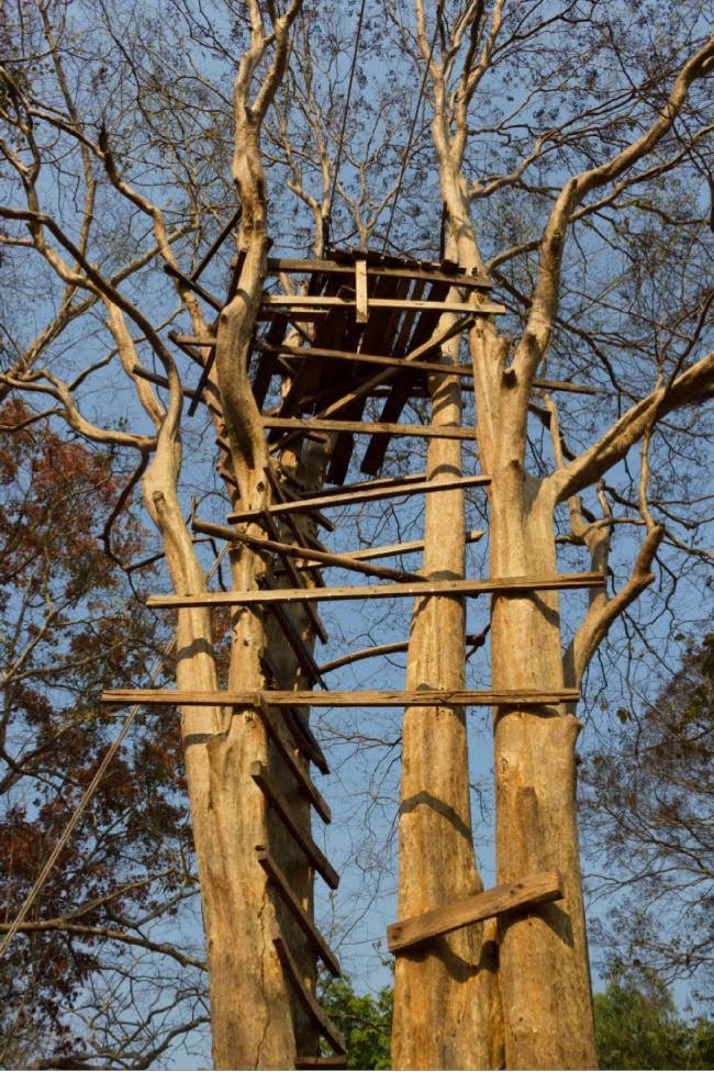 minimalistic ladder tree house